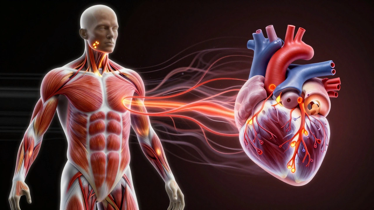Illustration of body adapting to running